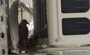 女孩甘願吹電扇！只因室外機住嬌客