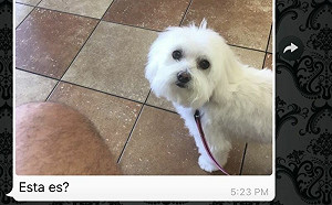 爸接狗回來後全家傻了！兒笑倒沙發