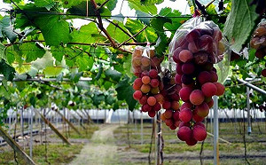 「梅花」颱風農損447萬元！巨峰葡萄損失最多