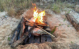 又見中國生化武器！金門海漂豬驗出非洲豬瘟  染疫分布一圖看