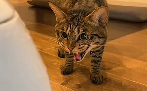 老貓兇巴巴威脅幼貓！一周態度大變