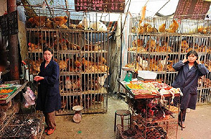 中國H7N9猛烈 旅遊經商要注意