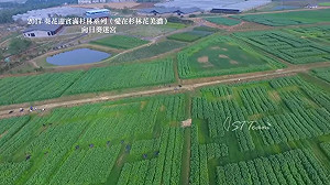 高雄花田迎春 向日葵花迷宮等您闖