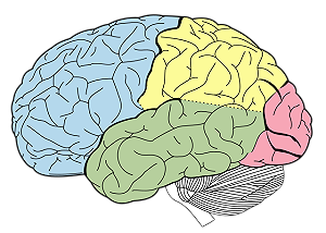 研究：透過訓練 人人都可當腦力冠軍王