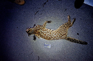 2017年第一起 苗栗石虎命喪輪下