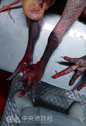 湖內土雞確染H5 高市將全面清查消毒禽場