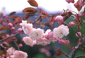 阿里山鐵公路聯票 遊客輕鬆上山賞花