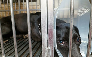 黑狗肚子破洞趴趴走  愛心人士與新北動保處暖心救援