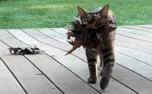 這貓懂浪漫！送禮叼來「秋天的信」