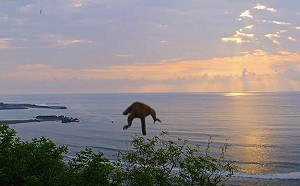 跳樹逃生片曝光！猴子6秒從天而降