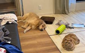 貓狗性格不同！爸回家態度溫差大