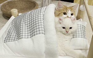 天使貓咪同擠一張小床！畫面萌暈人