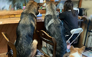 (影)狗學會坐椅子！飼主做事壓力山大