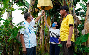 關注高雄蕉農生計  柯志恩：望市府苦民所苦伸出援手