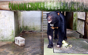 殺害黑熊遭起訴！林務局：誤捕即時通報免罰