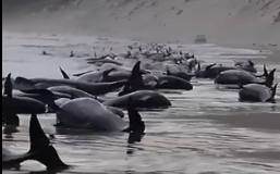 驚！紐西蘭附近島嶼發現近 500 頭領航鯨集體擱淺
