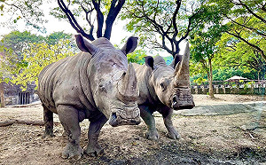 限時3天！922元認養白犀牛  壽山動物園「免費入園」一整年