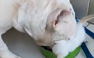 奶貓爬碗搶食物！鬥牛犬暖心退讓