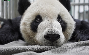 「團團」驚傳癲癇！北市動物園：腦部有局部病變