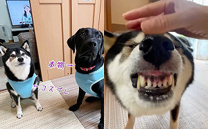 黑柴飯後怪習慣！呲牙咧嘴狂回味