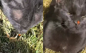 鼻子出Bug！黑貓露難以言喻表情