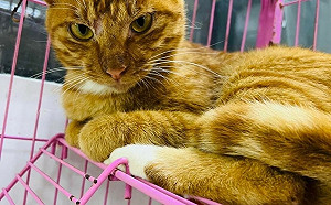 新北動保處助迷途大橘貓找到好歸宿  籲飼主為寵物植晶片