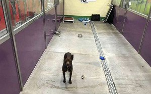 203隻動物被認養！唯獨牠被留下