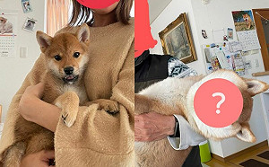 (影)幼柴長大速度快！飼主秀照片對比