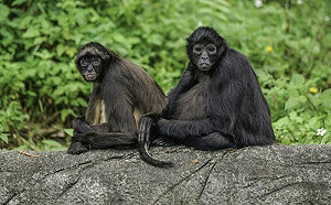 棕蜘蛛猴組屁孩集團！近期面臨崩解