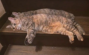 花百萬複製去世寵物值得嗎? 北京女克隆愛貓 竟然變性還生病