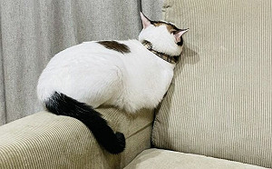 (影)忙顧小孩忘貓皇！牠頭縮沙發生悶氣