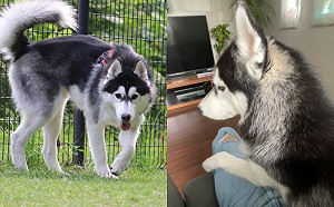 臨時出門！主人返家被寂寞二哈狂壓