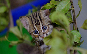 行車注意！台16線石虎路殺頻傳 公路總局：將補強動物防護網