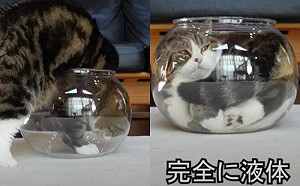 貓踏入金魚缸後迅速融化！模樣神秘