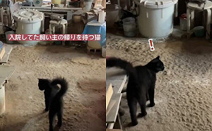 爺爺住院多日不見！黑貓遊蕩等待