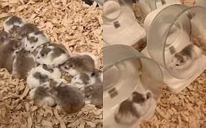 倉鼠一起跑跑輪！網笑：可以接電了