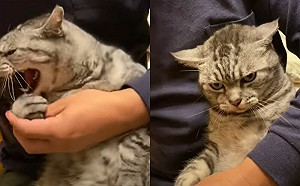 貓被剪指甲全力威脅！飼主淡定繼續