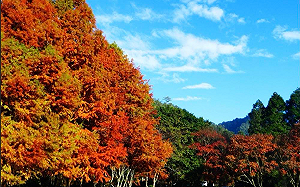 國慶不無聊！來趟森林之旅 「這14國家公園」享半價優惠