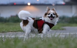 杜絕貓犬心血管疾病風險 新北動保處提醒四大徵兆