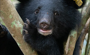 廣原小熊野放滿2年！台東林管處曝「Mulas」有伴了