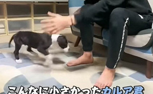 大丹狗幼犬長多快？3個月對比照曝