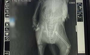 斷骨小黑貓石縫中求生 新北3獸醫聯手2小時妙手回春