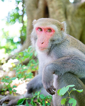 獼猴洗劫嬰兒車、嚇哭嬰兒! 壽山動物園示警:勿掛食物或袋子