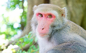 獼猴洗劫嬰兒車、嚇哭嬰兒！ 壽山動物園示警：勿掛食物或袋子