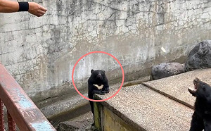 這裡也要！黑熊向遊客「舉手示意」