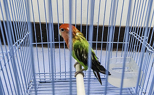 北市動物園突出現棄養鸚鵡！園方揭嚴重後果：可能導致「團滅」