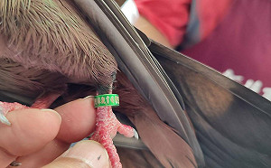 避免鳥禽走失 新北動保處籲飼主為寵物鳥套電話腳環