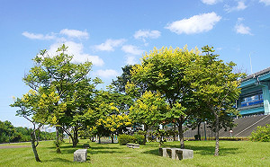 新北河濱披黃衫 邂逅台灣欒樹黃金花海美景