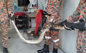 驚！五尺巨蟒赫然躺在貓籠中 愛貓已遭活活吞噬