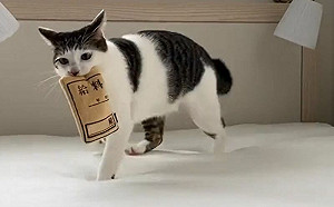 貓叼「薪資袋」蹦跳！網：薪水小偷